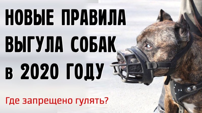 Закон о намордниках для собак 2020