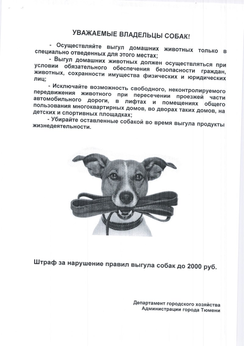 Правила выгула домашних животных