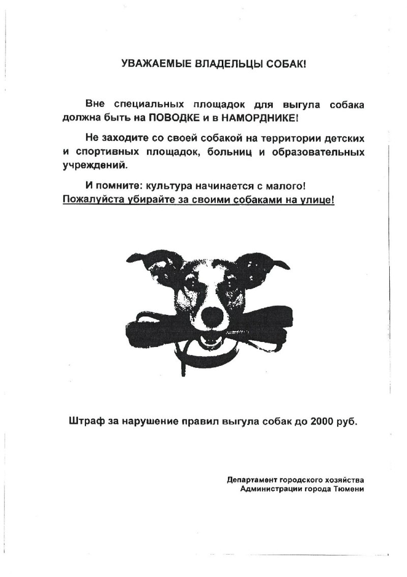 Много собак на поводке