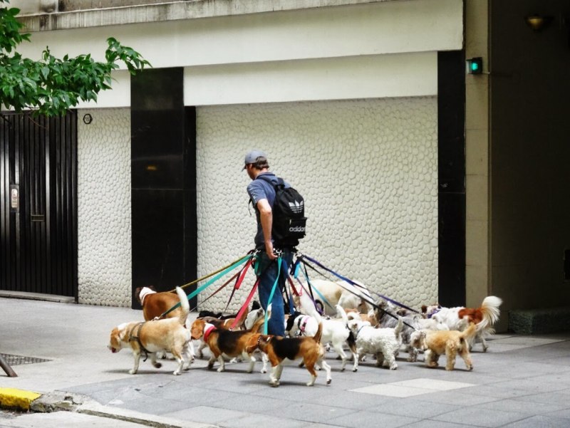 Собачья площадка (Dog-Walking ground) / 2009