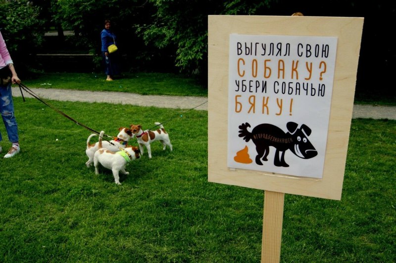 Правила выгула собак