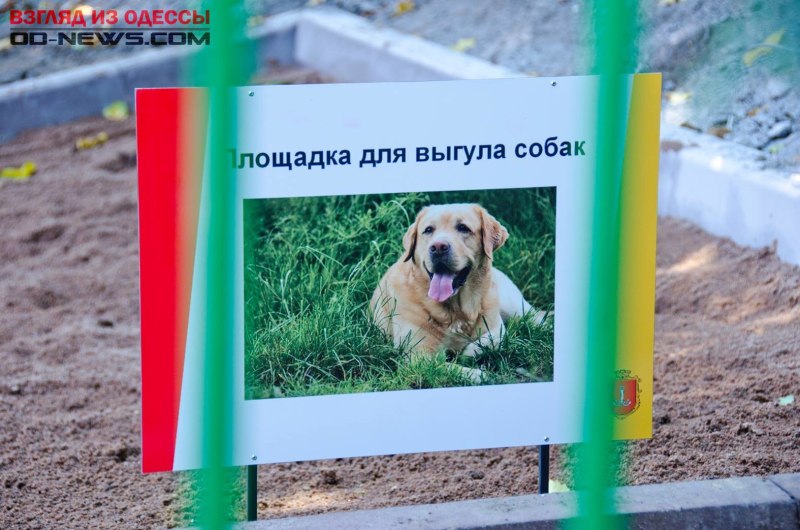 Выгул собак