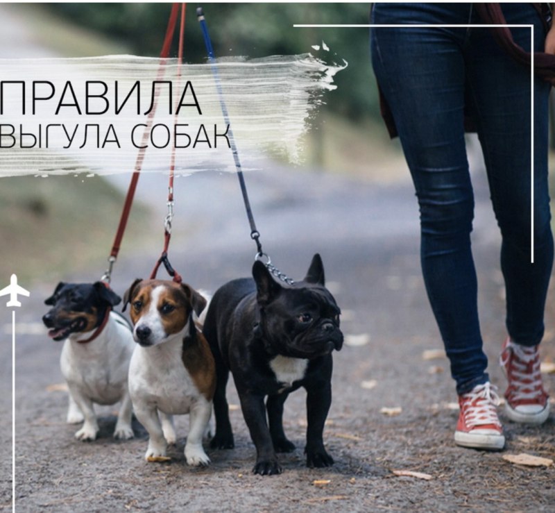 Выгул собак в парке запрещен