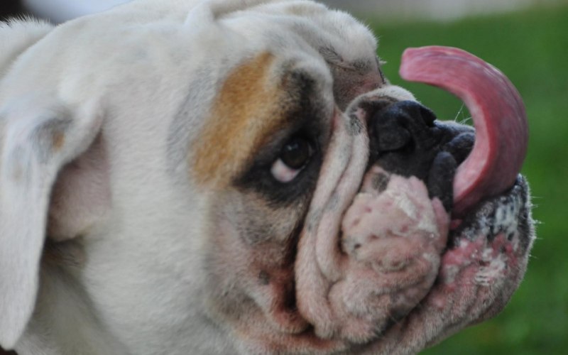 Порода собаки с приплюснутым носом пушистые