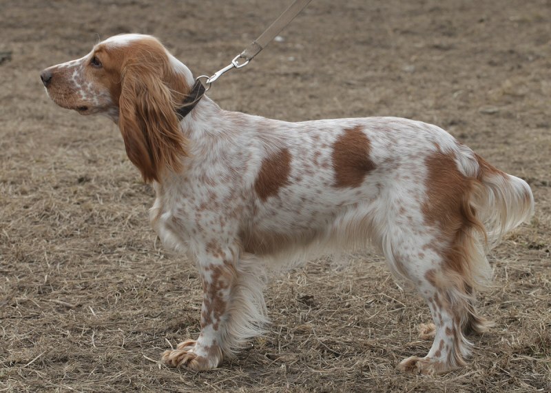 Пегий спаниель