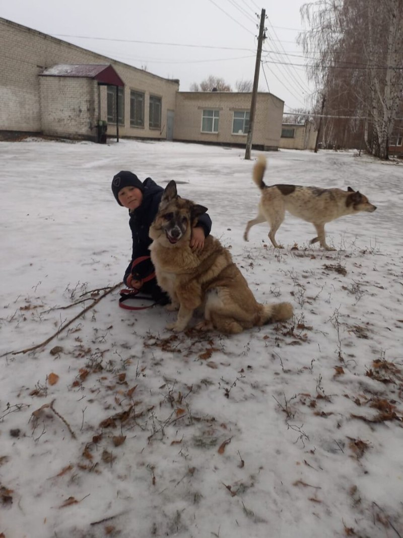 Овчарка и человек