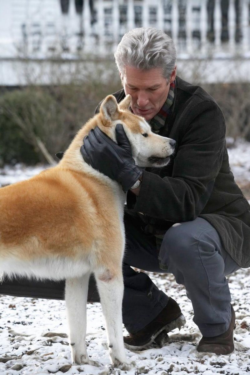 Глаза собаки