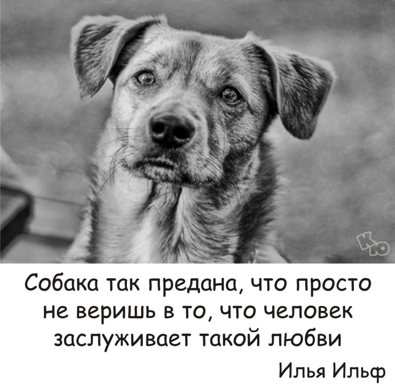 Медвежья порода ротвейлер