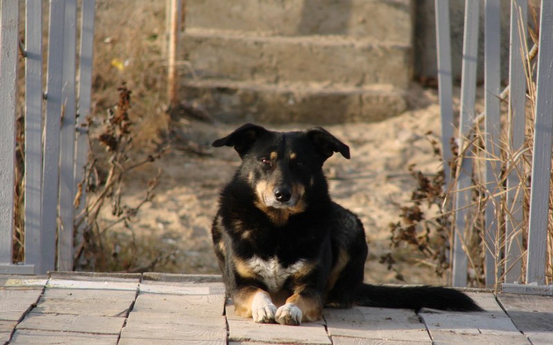 Корейский Чиндо