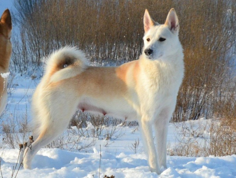 ЗСЛ лайка