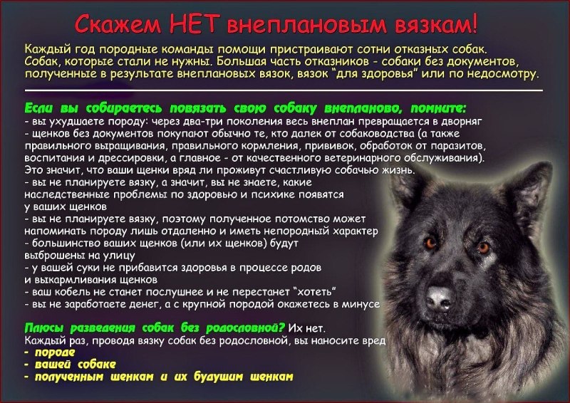 Вязаный ошейник для собак