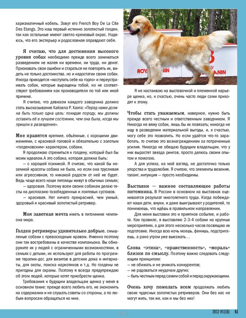 Свитер для лабрадора