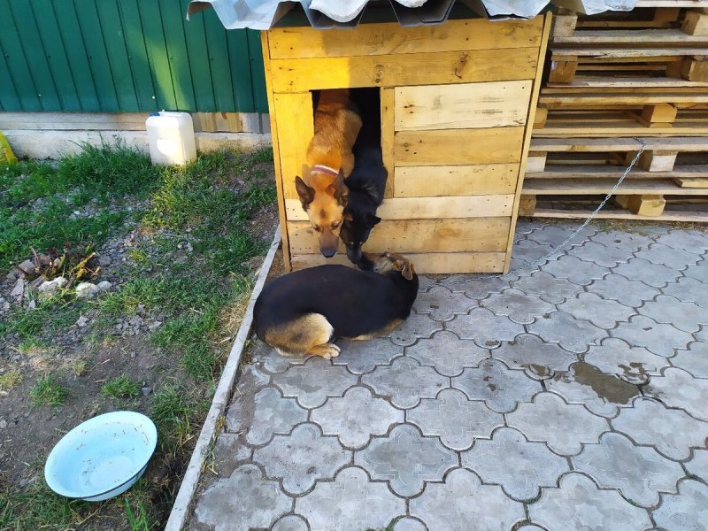Чистка вольера у собаки