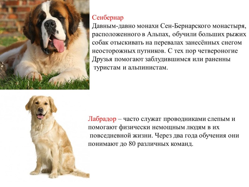 Презентация на тему Сенбернар