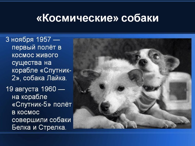 Первый полет в космос живого существа