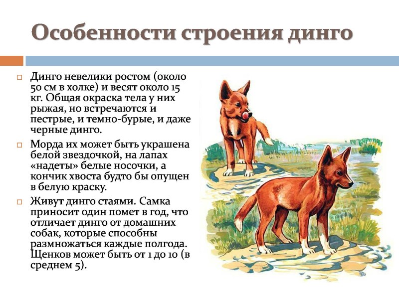 Доклад Австралия про собаку Динго