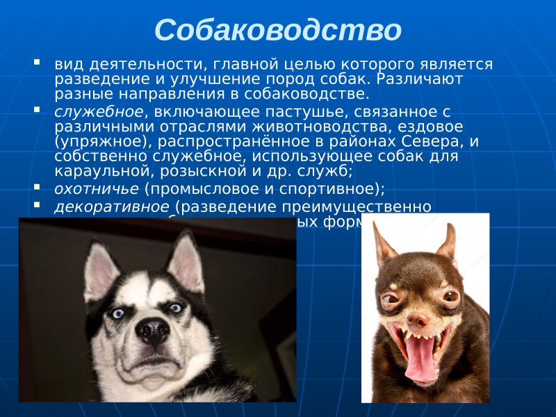 Направления в собаководстве