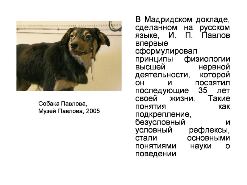 Павлов ученый биолог и его собаки