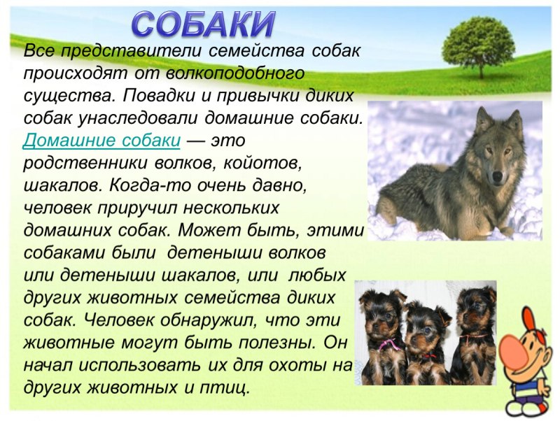 Доклад о домашних животных