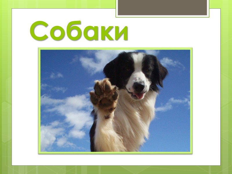 Презентация собаки