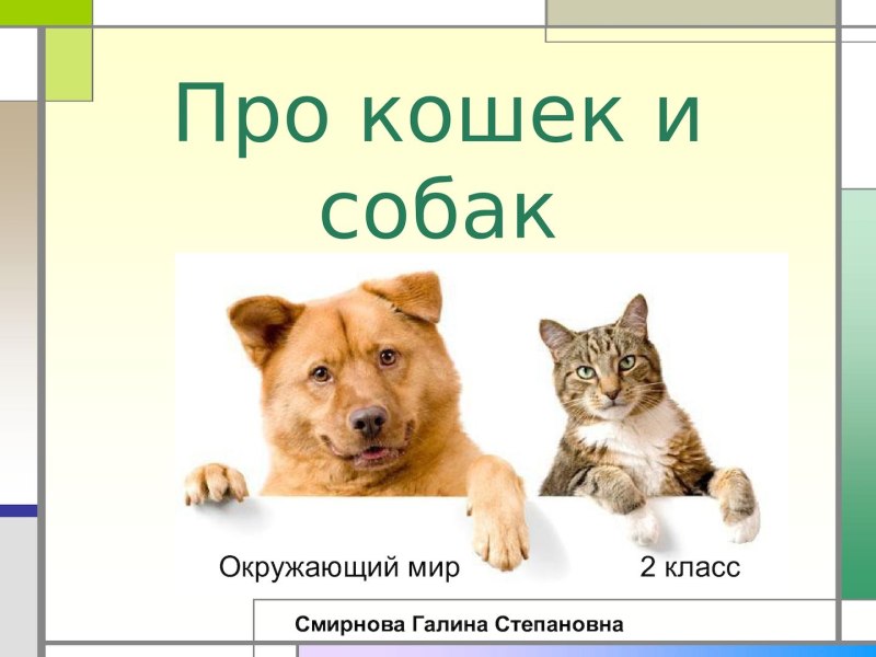 Кошки и собаки презентация