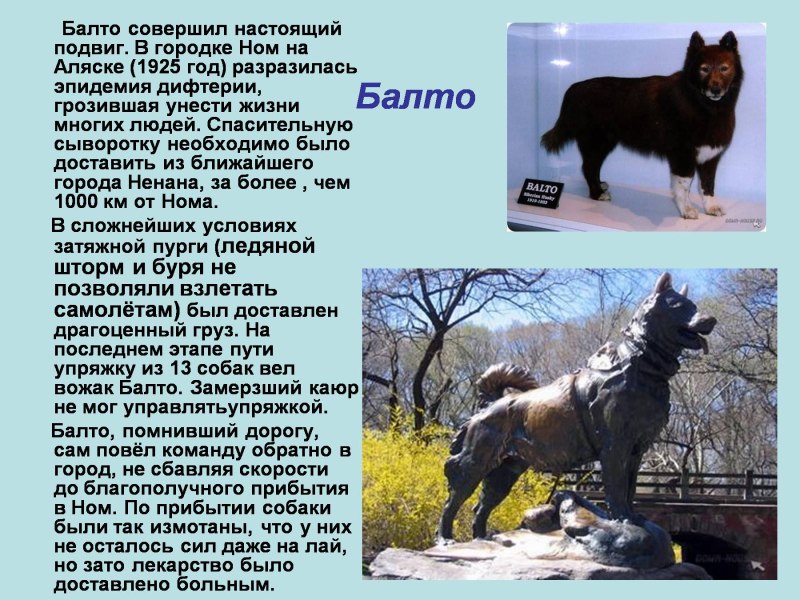 Памятник собаке Балто история
