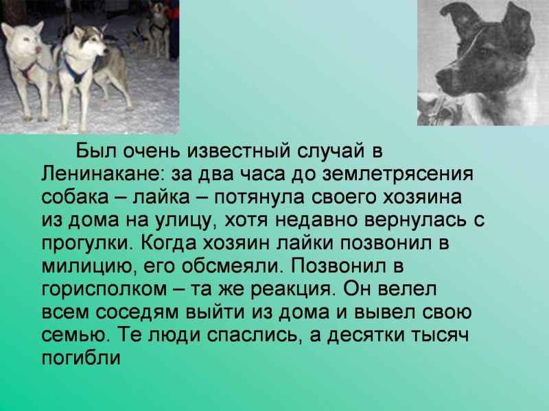 Рассказ про собаку лайку
