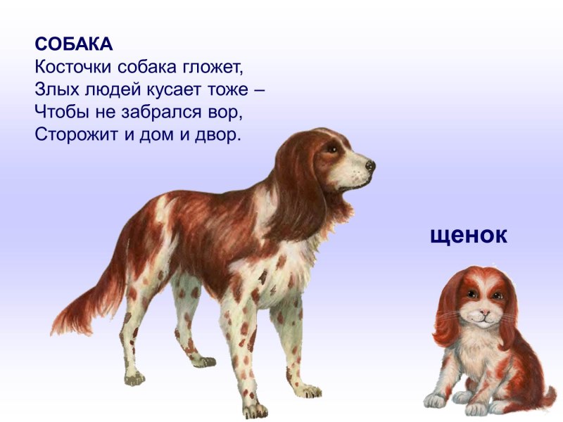Домашние животные и их Детеныши