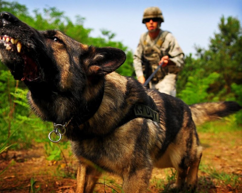 K9 овчарка Army