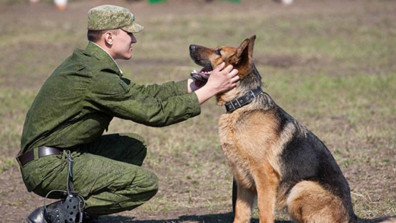 Военная овчарка