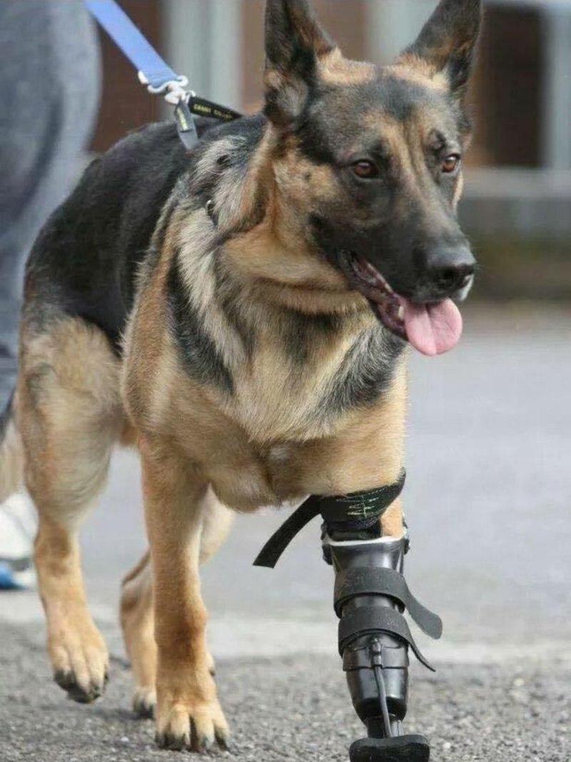 K9 овчарка Army