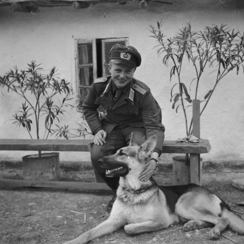 Немецкая овчарка 1945