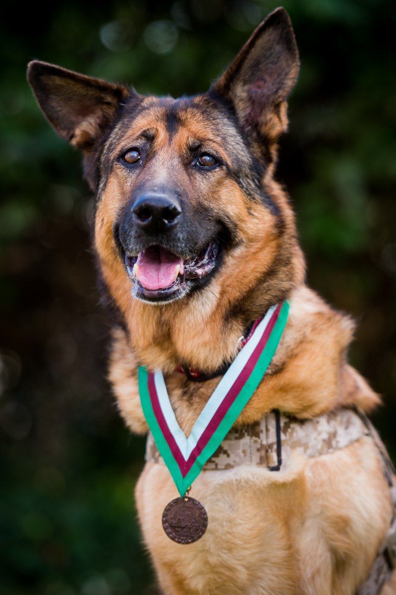 K9 овчарка Army