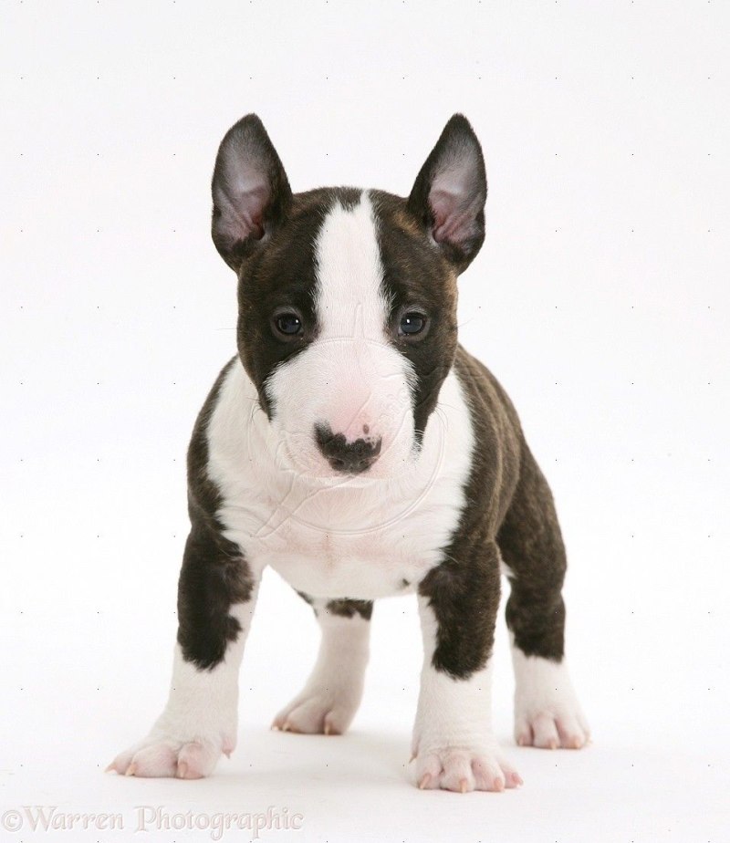 Бультерьер Brindle