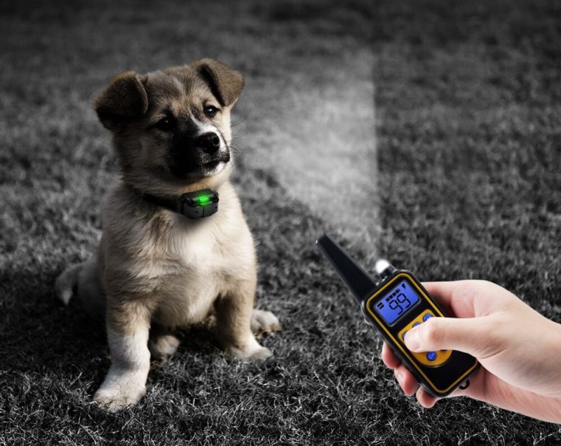 IP Dog