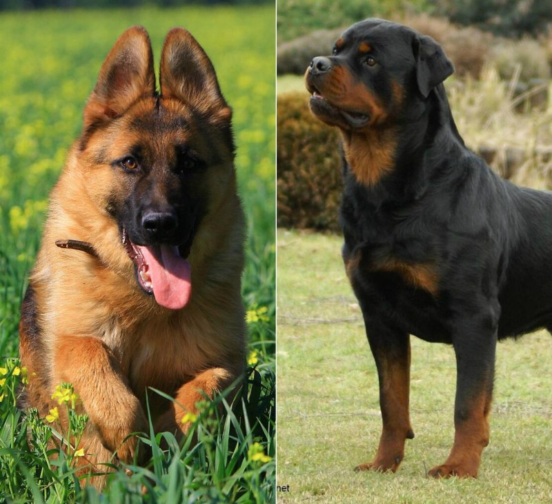 German Shepherd немецкая овчарка