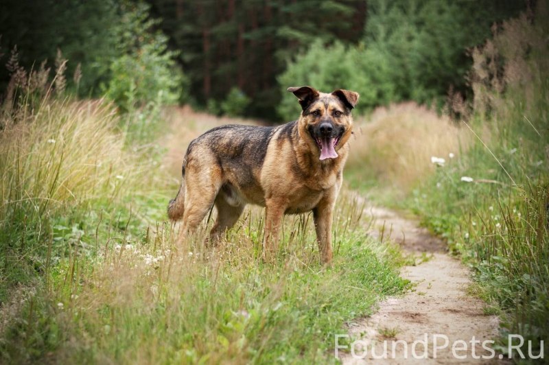 Doberman vs немецкая овчарка