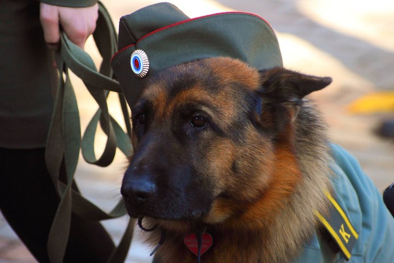 Немецкая овчарка k9