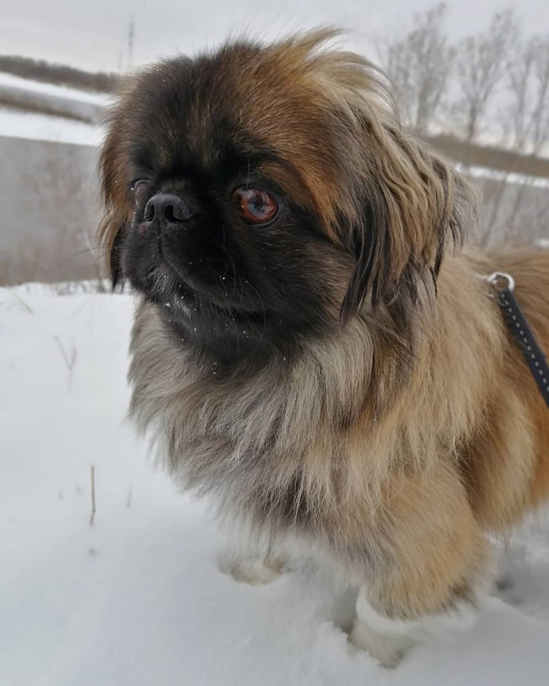 Пекинес собака гладкошерстный