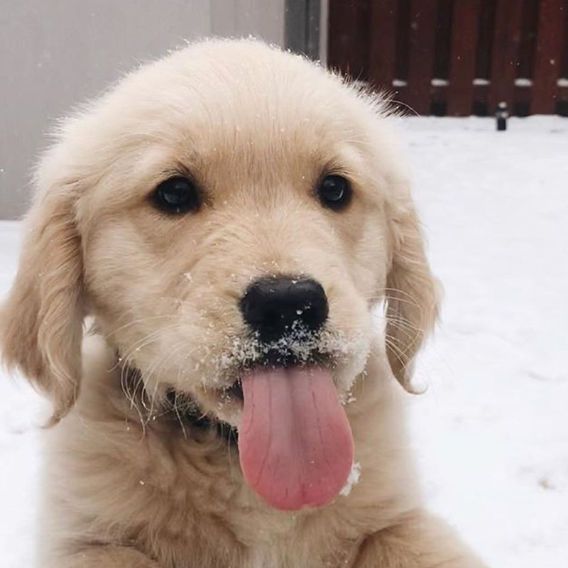 Cute Golden Retriever