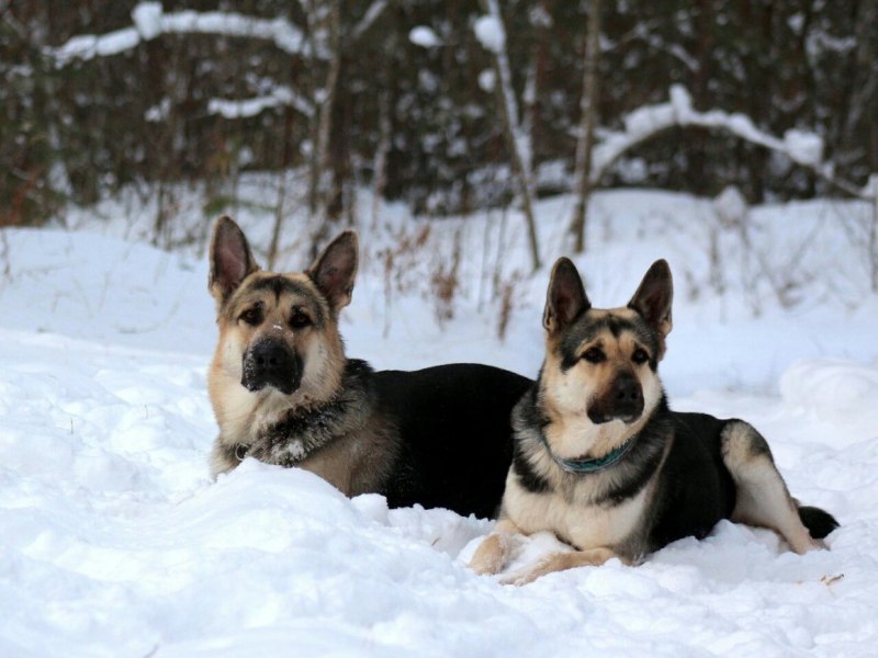 Шилонская овчарка Shiloh Shepherd