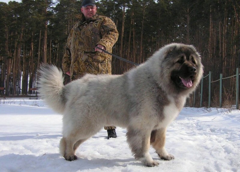 Западно Сибирская лайка серая