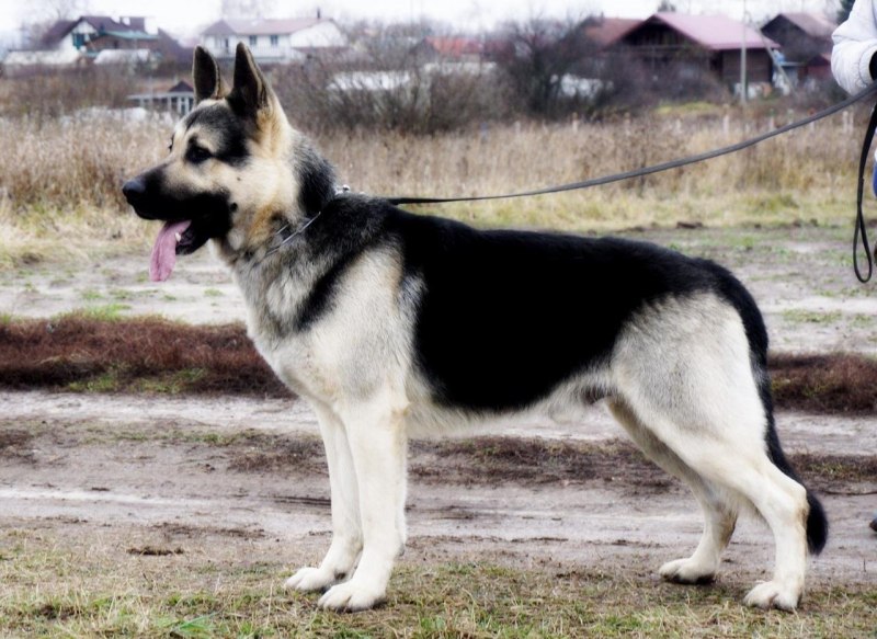 Алсатиан овчарка