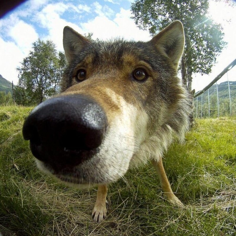 Собака носом в камеру