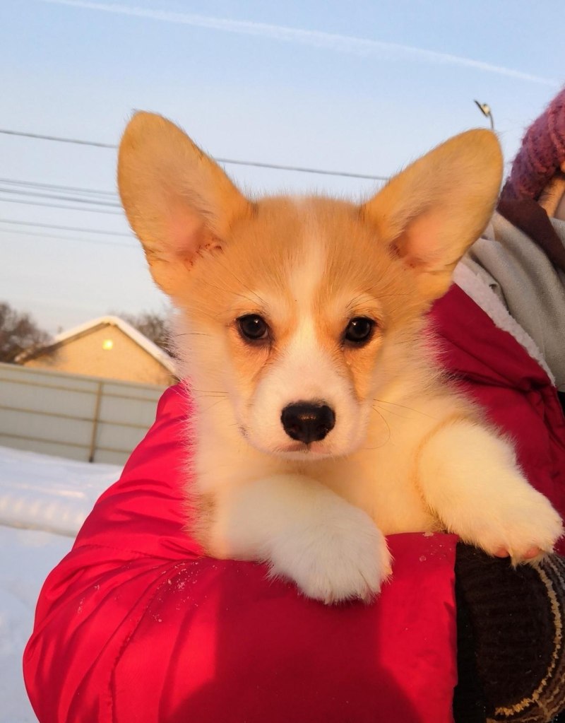 Корги Коржик новые серии