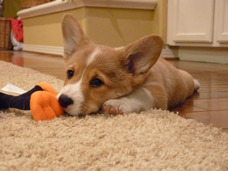 Corgi Art illustration