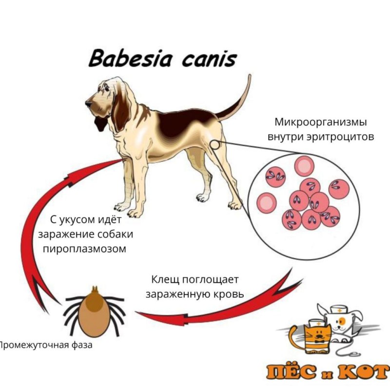 Пироплазмоз собак цикл развития