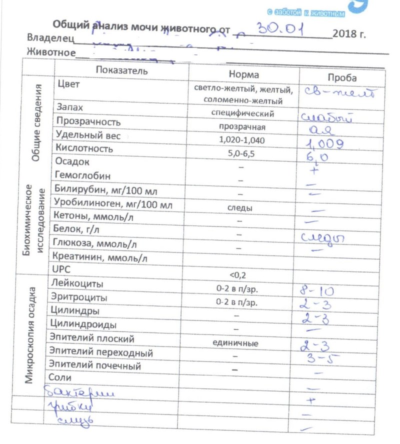 Кровь в моче