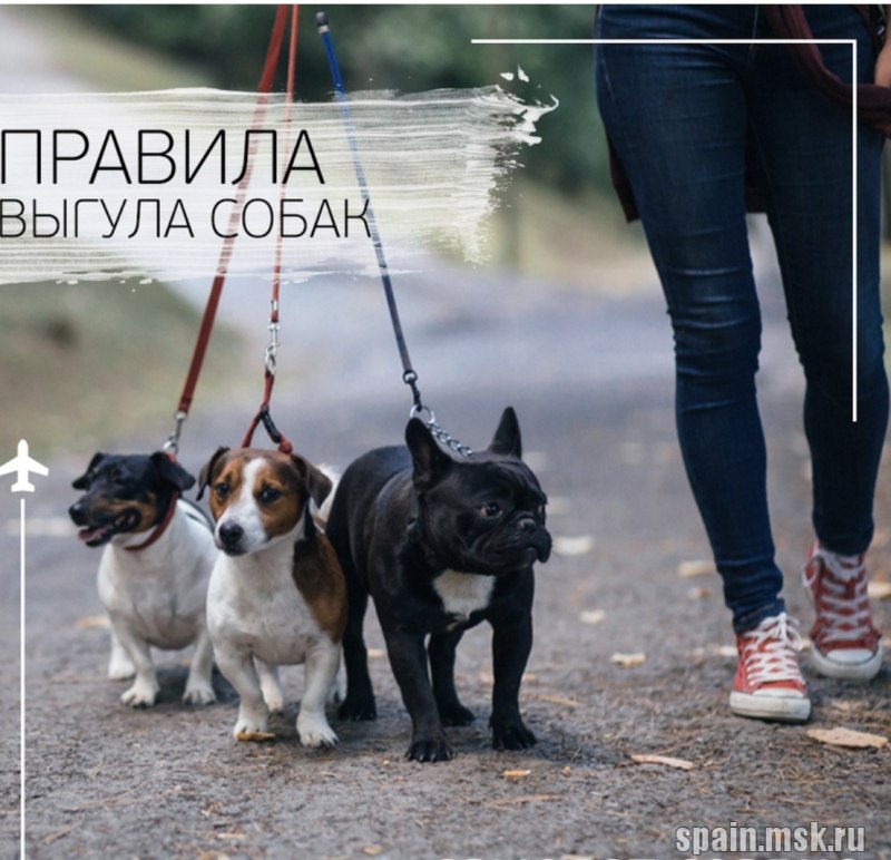 Площадка для выгула собак табличка