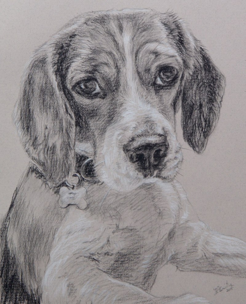 Покажи картинки рисунков. Рисование собаки. Нарисовать собаку. Собака карандашом. Портрет собаки карандашом.